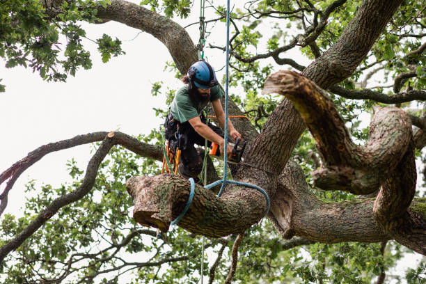 Best Residential Tree Removal  in Rosemont, IL